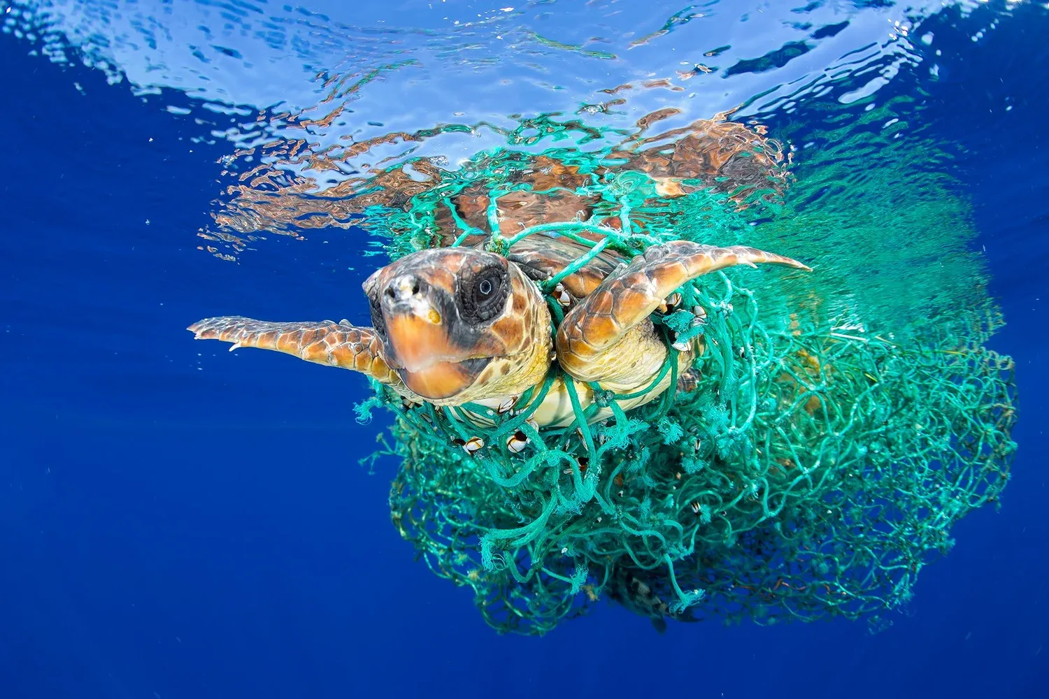 Día Mundial de las Tortugas 2021